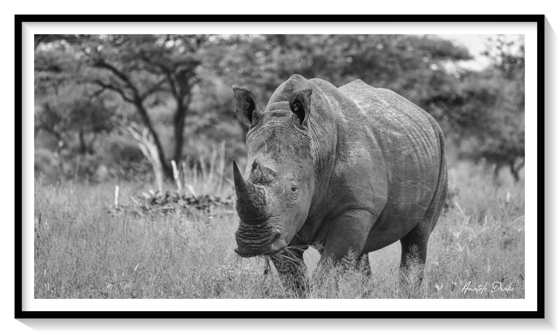 Rhinoceros Namibie