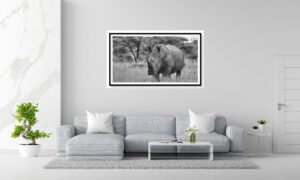 Gray sofa in white living room with copy space, 3D rendering Rhinoceros Namibie